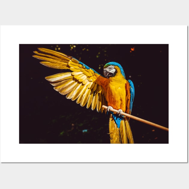 Blue-and-yellow macaw Wall Art by kawaii_shop